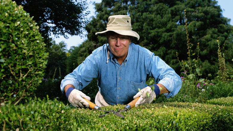 man pruning hedge with shears