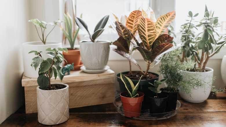 variety of houseplants