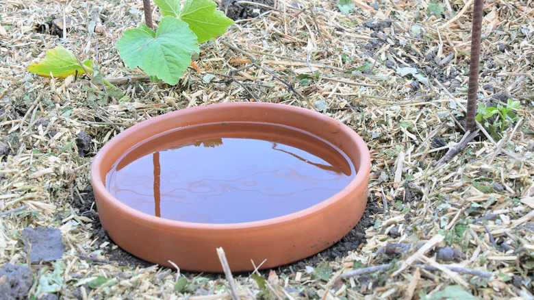 A DIY terracotta olla buried by young plants