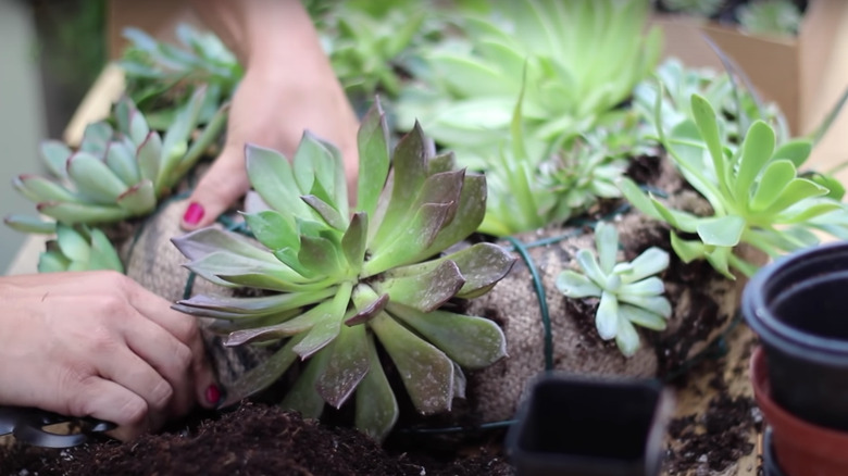 Placing succulents inside wreath