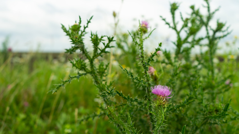 prickly weeds