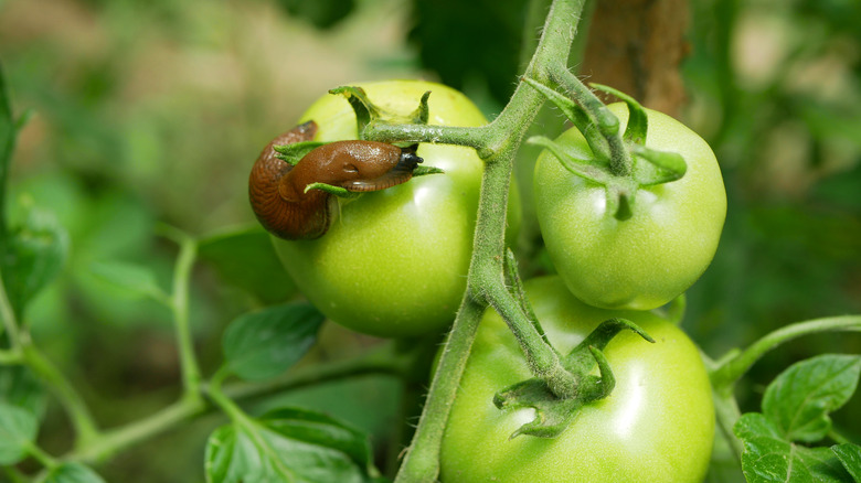 slug on tomato plant