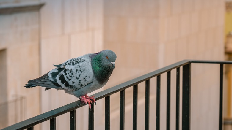 pigeons on railing