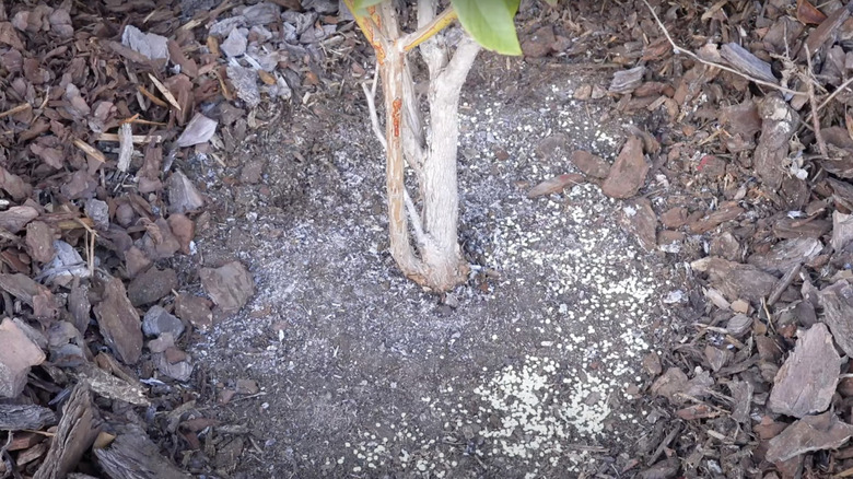 Soil or elemental sulfur pellets sprinkled around a shrub planted in a garden bed with bark mulch.