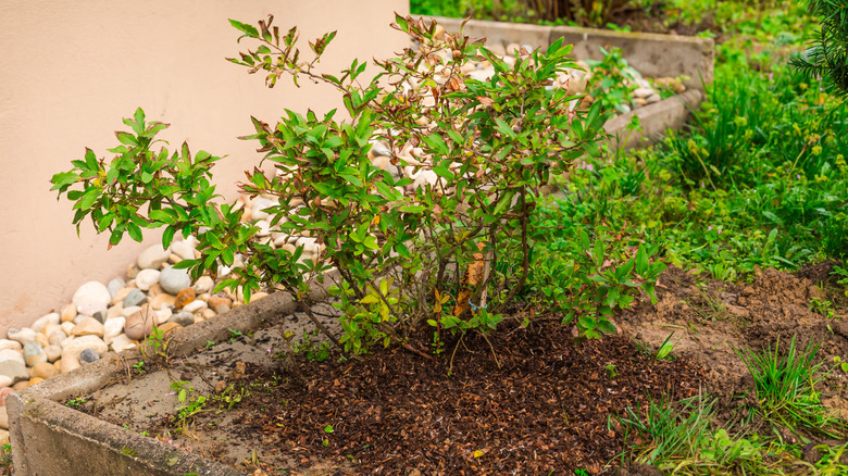 A blueberry bush is planted in a raised garden bed with soil amendments around it.