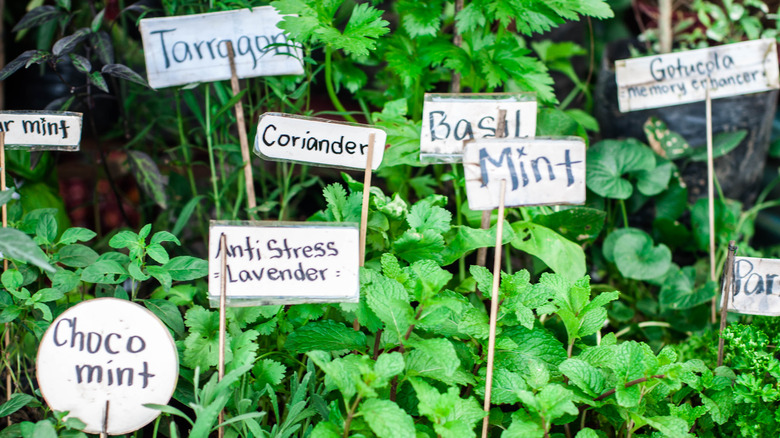 A herb garden with a label for each plant