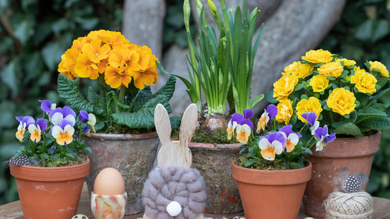 Easter display with flowers in terracotta pots and wool bunnies