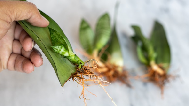 succulent cuttings