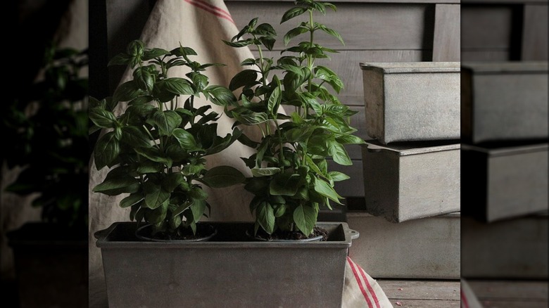 Herbs in loaf pan