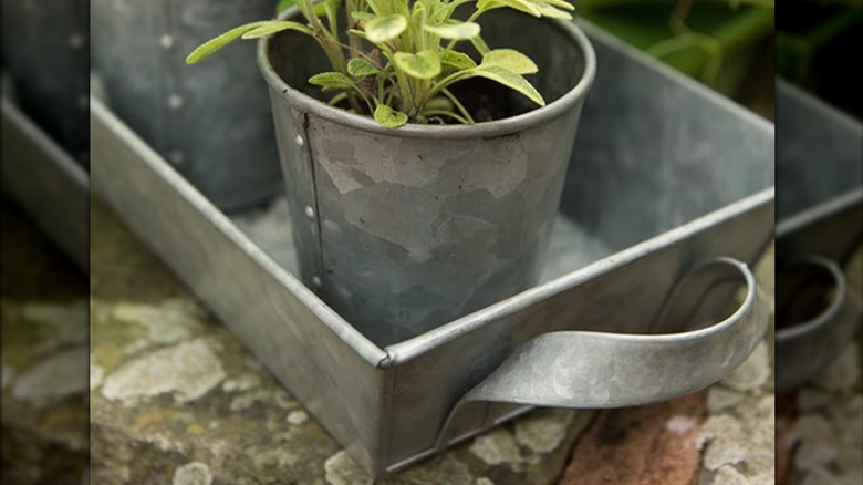 galvanized pan with plants inside