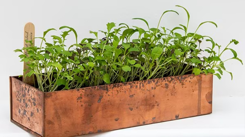 seeds growing in metal pan