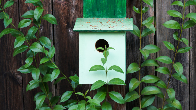 green nesting box on fence