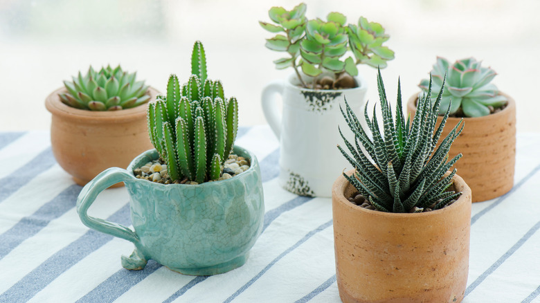 Terra Cotta planters