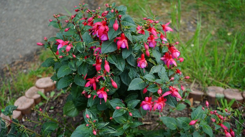 Fuchsia in the ground