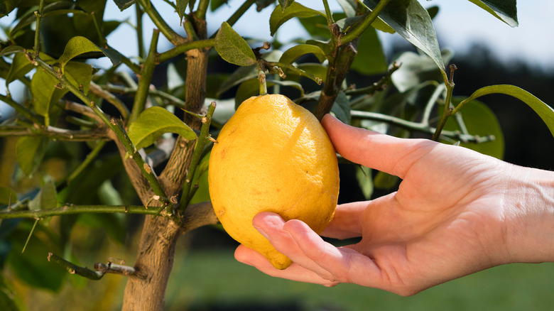 Holding Meyer lemon