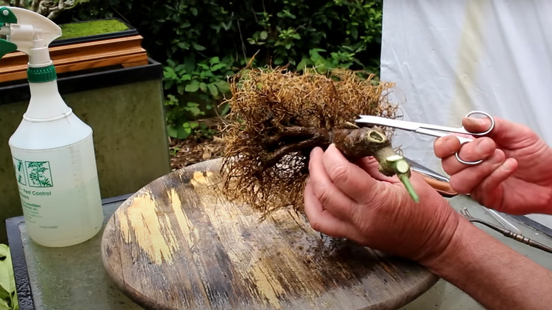 Pruning roots