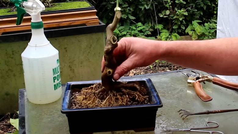 Repotting lemon tree