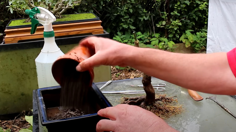 Adding bonsai soil to pot