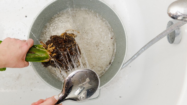 Washing plant root