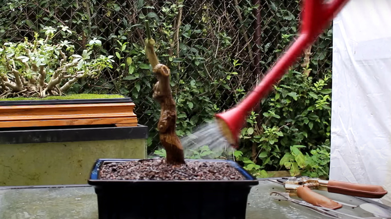 Watering the bonsai