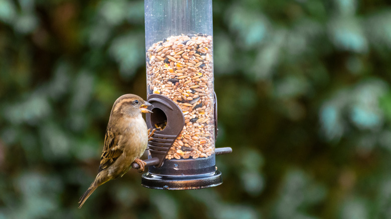 Bird eating birdseed