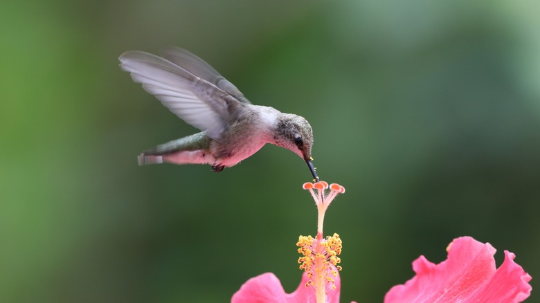 Hummingbird in feeding at flower