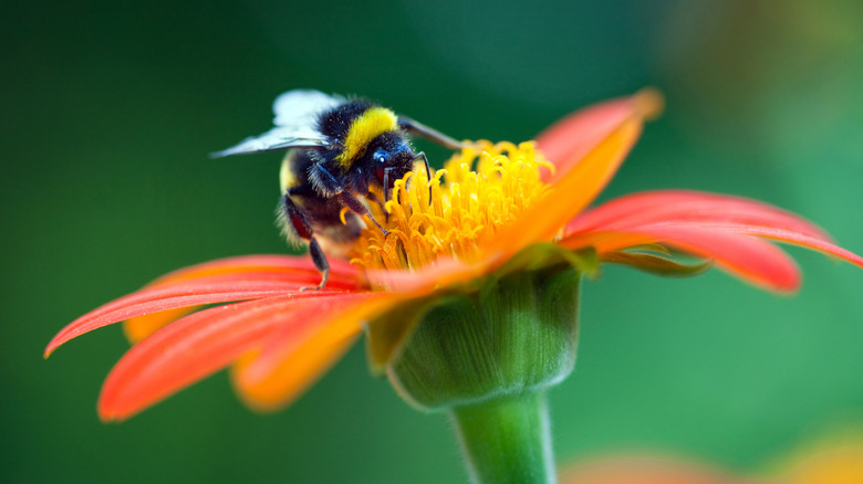 bee on orange flower 