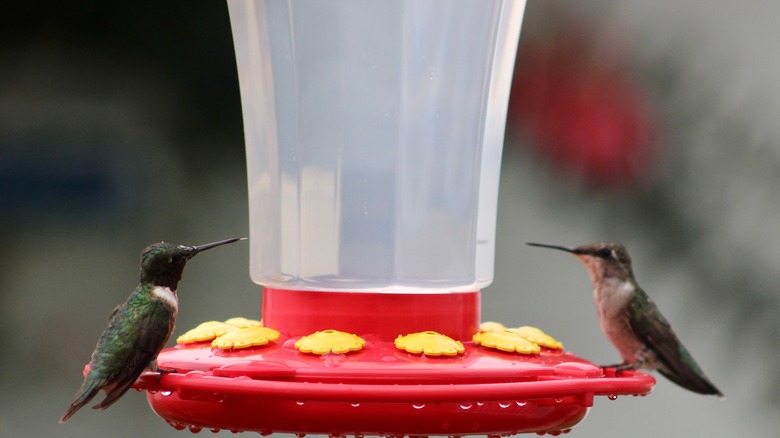 Male and female hummingbird