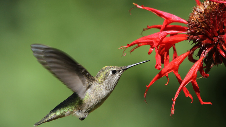 Hummingbird feeding on bee balm