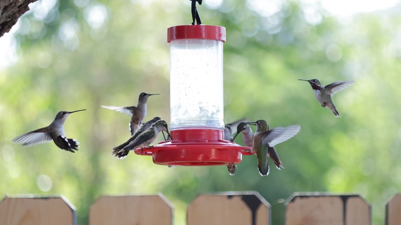 Hummingbirds flocking to feeder