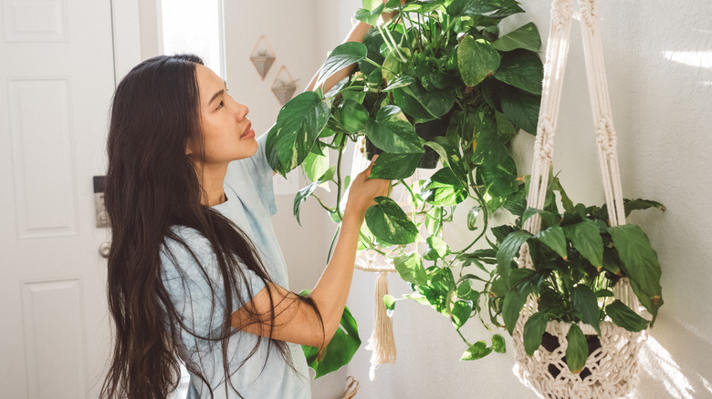 A person placing a pothos plant into a macrame pot holder