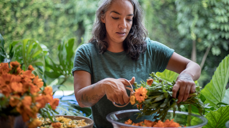 woman cutting marigolds