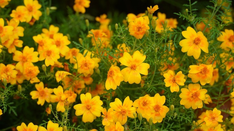 yellow lemon gem signet marigold