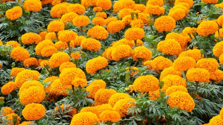 mexican marigold field large blooms
