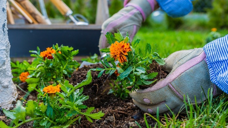 Marigold: Everything You Need To Know Before Planting