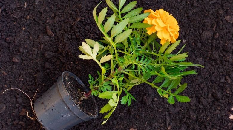 potted marigold lying on soil 