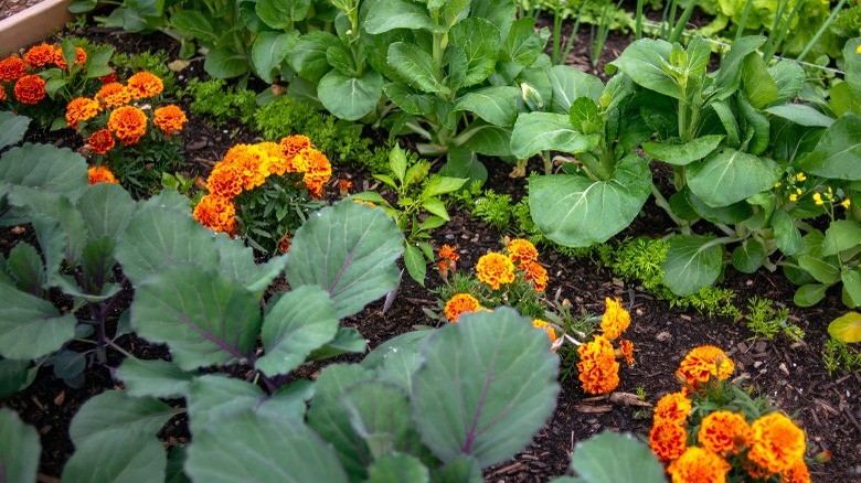 marigolds vegetable garden bed