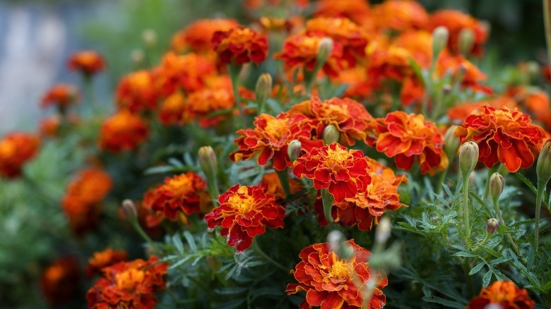 close up red marigold flowers