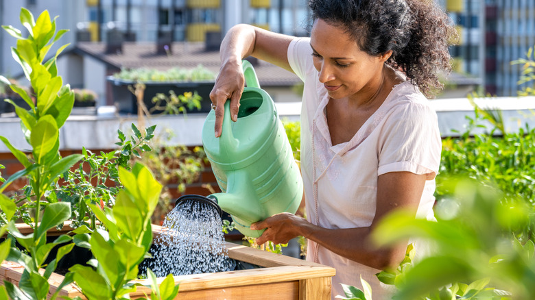 person watering raised garden bed