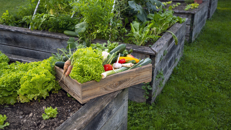 row of raised garden beds