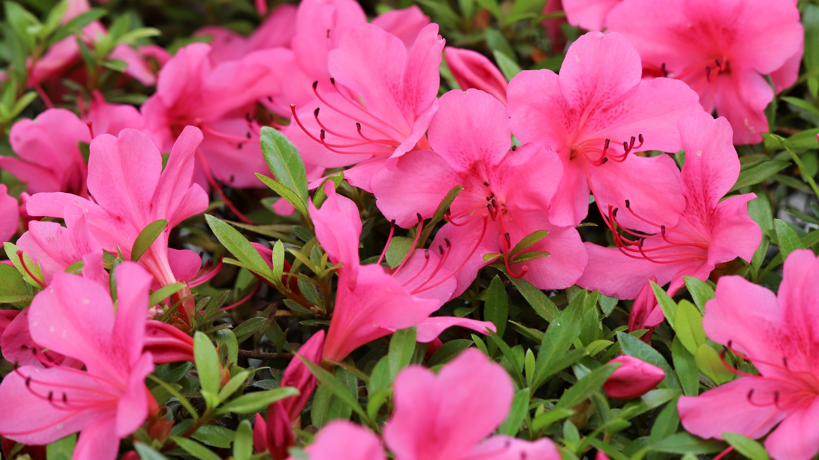 Martha Stewart Divulges Her Best Tips For Planting Azaleas