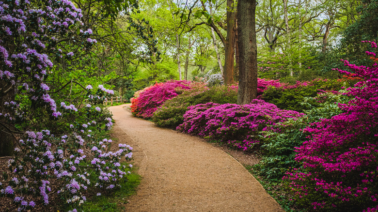 Azalea-lined path