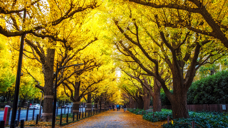 Ginkgo trees with yellow autumn leaves lining a walking path