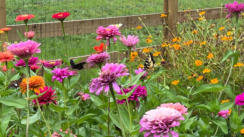 zinnias and cosmos garden