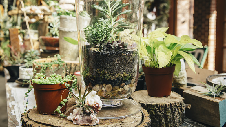 Various indoor houseplants placed on tree stumps