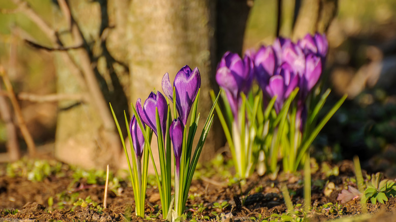 Saffron flowers under a tree