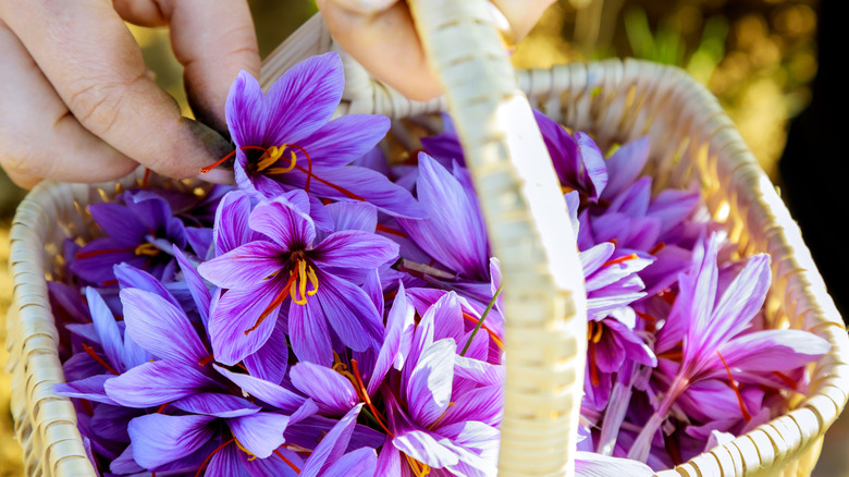 Purple saffron flowers in a basket