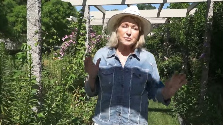 vines in Martha Stewart's garden