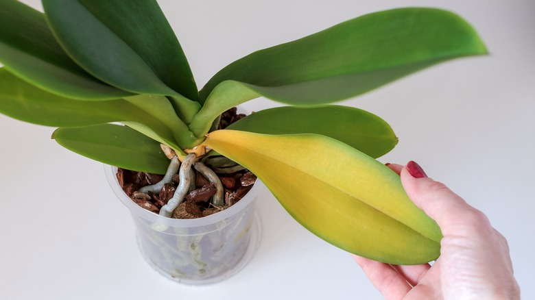 Hand touching yellowing orchid