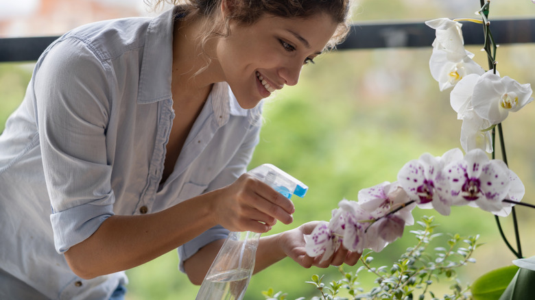 Woman spraying orchid flowers